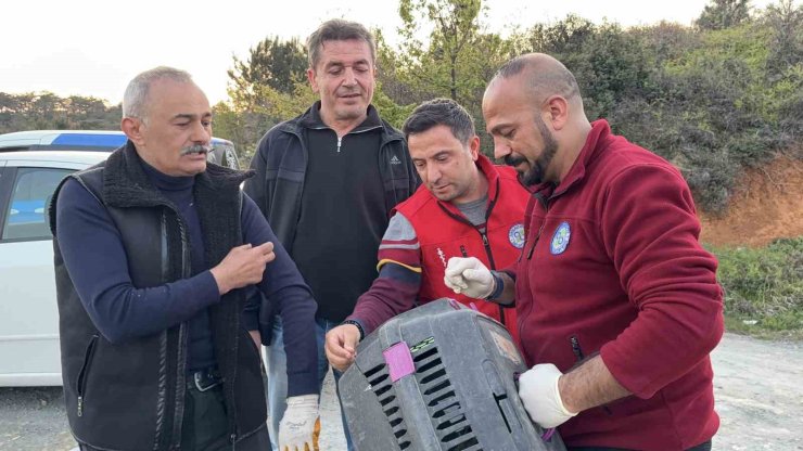 ARNAVUTKÖY’DE ORMANDA OT TOPLAYAN VATANDAŞ YARALI KAYA KARTALI BULDU