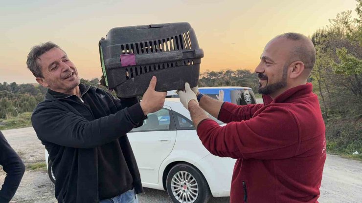 ARNAVUTKÖY’DE ORMANDA OT TOPLAYAN VATANDAŞ YARALI KAYA KARTALI BULDU