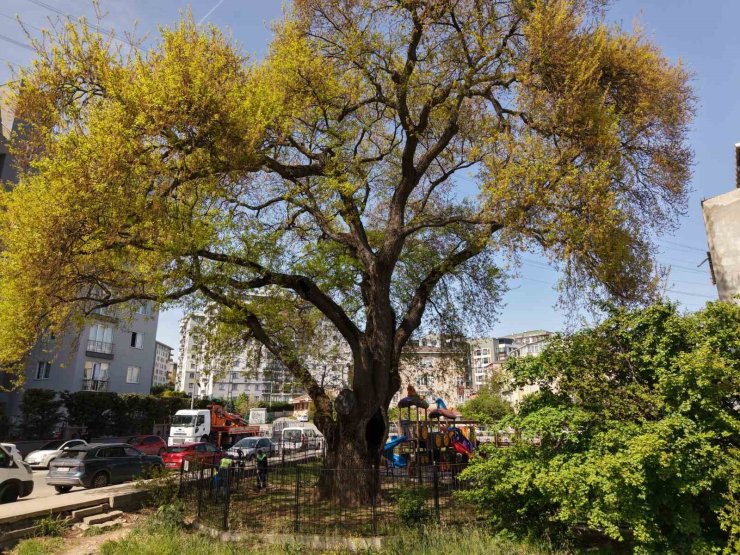 PENDİK’TE TARİHE KÖK SALAN 400 YILLIK AĞACA ÖZEL BAKIM YAPILIYOR