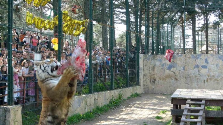ÇEKMEKÖY HAYVANAT BAHÇESİ’NDE KAPLAN KİMBO VE ÇİLEK’E 6. YAŞ GÜNÜ SÜRPRİZİ