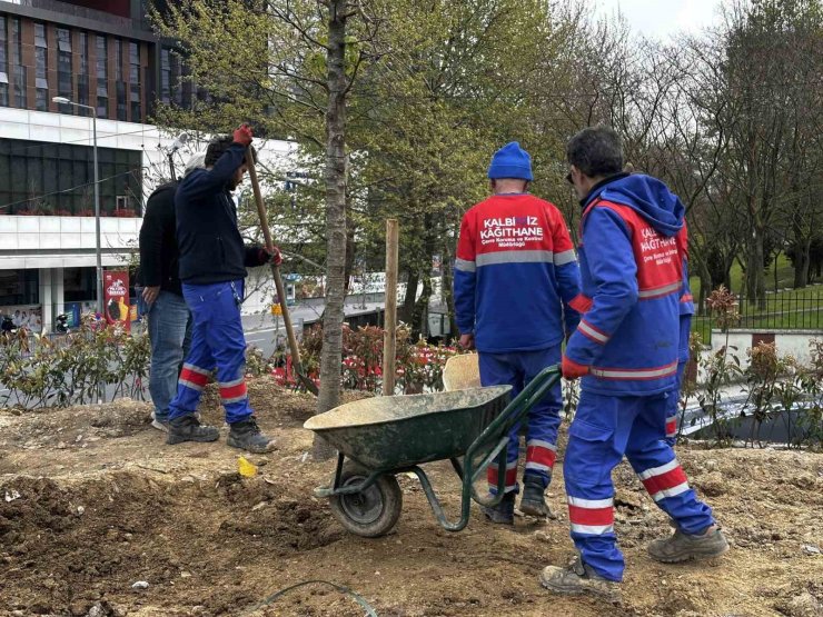 KAĞITHANE’DE YEŞİL ALANLARDA BAKIM ÇALIŞMASI YAPILDI