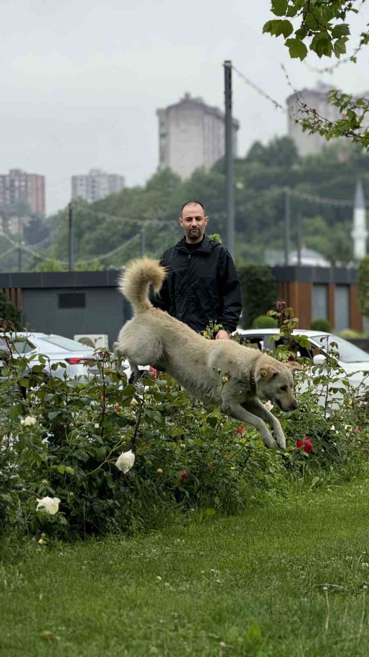 BANKADA MAHSUR KALAN KÖPEK ALARM SİSTEMİNİ DEVREYE SOKTU: ÇEVREDEKİLER HIRSIZ VAR SANDI
