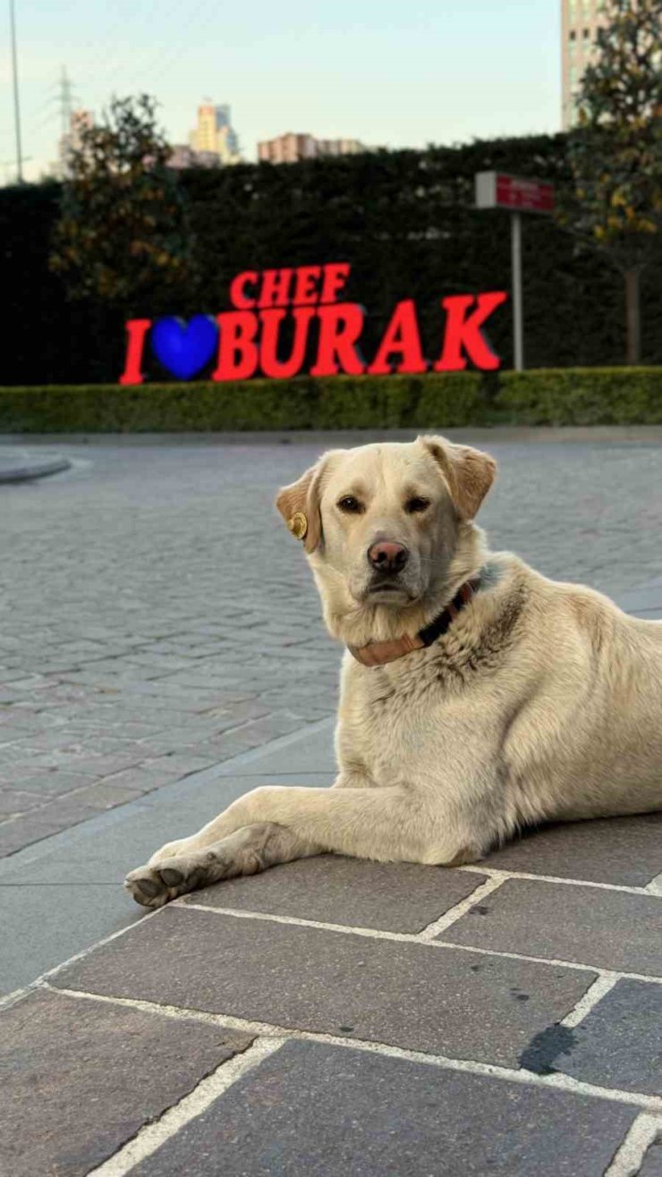 BANKADA MAHSUR KALAN KÖPEK ALARM SİSTEMİNİ DEVREYE SOKTU: ÇEVREDEKİLER HIRSIZ VAR SANDI