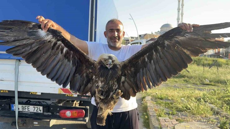 ARNAVUTKÖY’DE ÇAYIRLIK ALANDA YARALI KARTAL BULUNDU