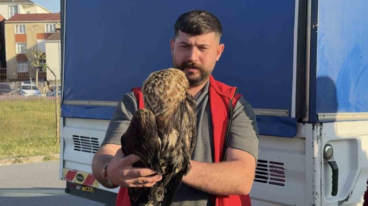 ARNAVUTKÖY’DE ÇAYIRLIK ALANDA YARALI KARTAL BULUNDU