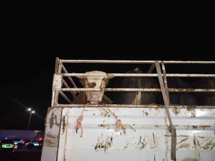 ANADOLU’DAN GELEN KURBANLIKLAR İSTANBUL’A GİRİŞ YAPMAYA BAŞLADI