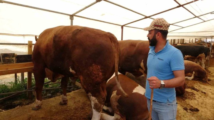 SULTANBEYLİ KURBAN PAZARI’NDA DEV REKABET: ‘ŞAMPİYON’ VE ‘İMPARATOR’ KARŞI KARŞIYA