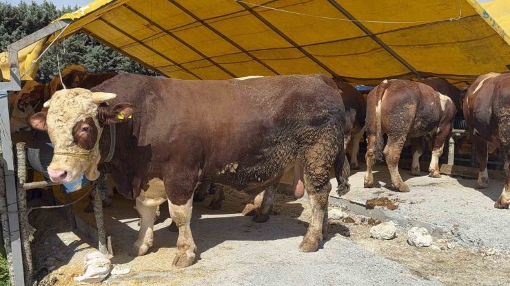 KURBAN BAYRAMI’NA SAYILI GÜNLER KALA İSTANBUL’DA KURBAN PAZARLARI HAREKETLENDİ