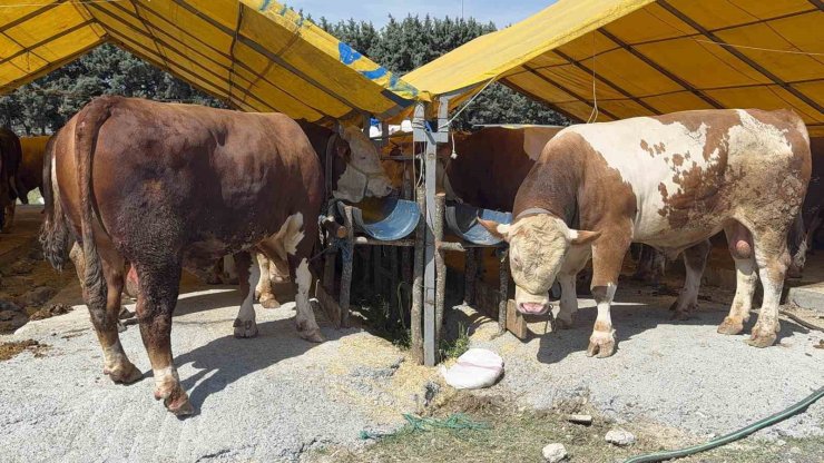 KURBAN BAYRAMI’NA SAYILI GÜNLER KALA İSTANBUL’DA KURBAN PAZARLARI HAREKETLENDİ