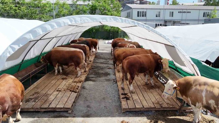 BAĞCILAR BELEDİYESİ 20 BİN METREKARE ALANA KURBAN SATIŞ PAZARI KURDU