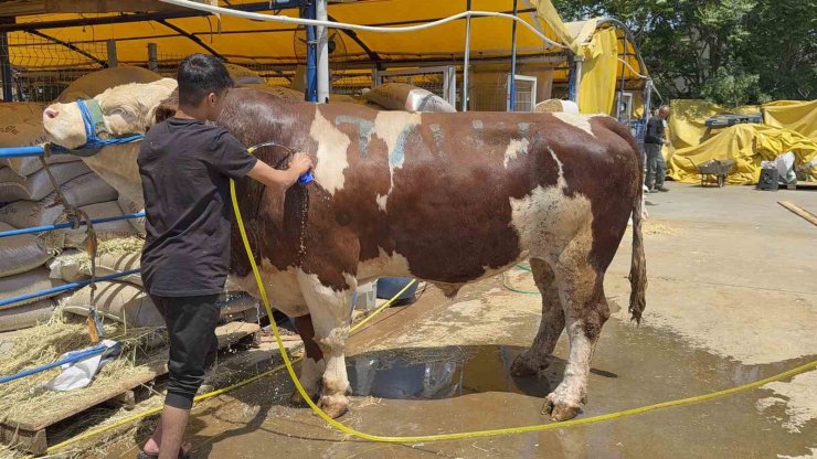 KURBAN PAZARININ ŞAMPİYONU OLDU: 1 TON 200 KİLOLUK DANA 420 BİN TL’YE ALICI BULDU