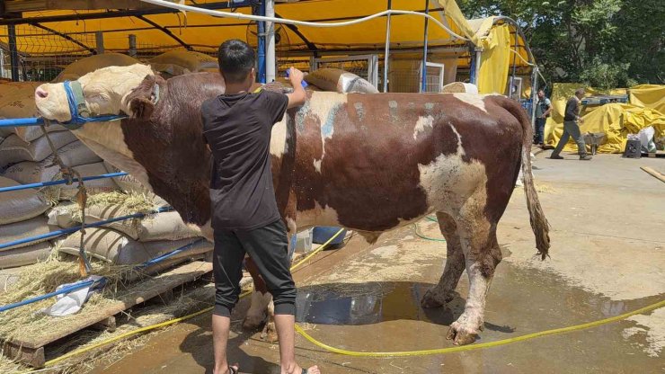 KURBAN PAZARININ ŞAMPİYONU OLDU: 1 TON 200 KİLOLUK DANA 420 BİN TL’YE ALICI BULDU