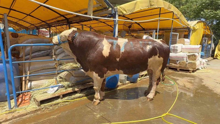 KURBAN PAZARININ ŞAMPİYONU OLDU: 1 TON 200 KİLOLUK DANA 420 BİN TL’YE ALICI BULDU